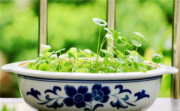 花卉預防黃葉 花卉預防黃葉