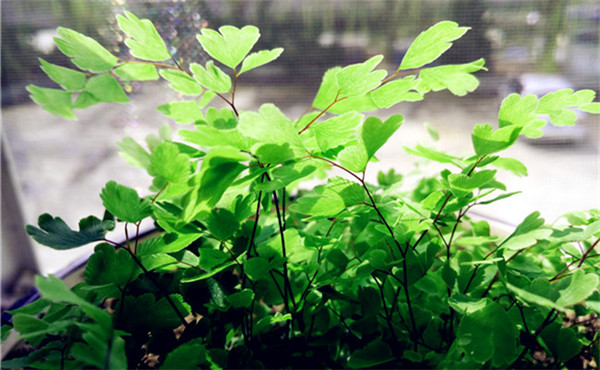 室內(nèi)花卉養(yǎng)護 室內(nèi)花卉養(yǎng)護